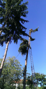 Spouštění koruny smrku na laně